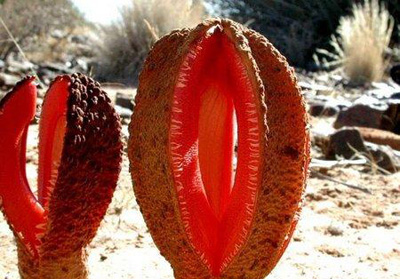 女性私处也分型:花朵美图演示呈现女性11种私处 女性私处也分型:花朵美图演示呈现女性11种私处