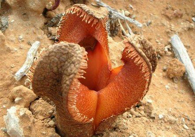 女性私处也分型:花朵美图演示呈现女性11种私处 女性私处也分型:花朵美图演示呈现女性11种私处