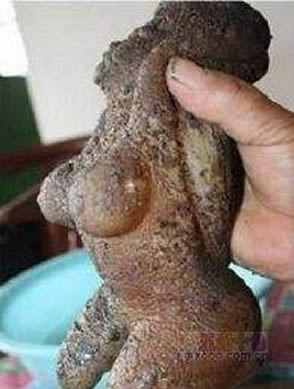 村民捡到肉灵芝：有胸有手有脚太罕见（图）