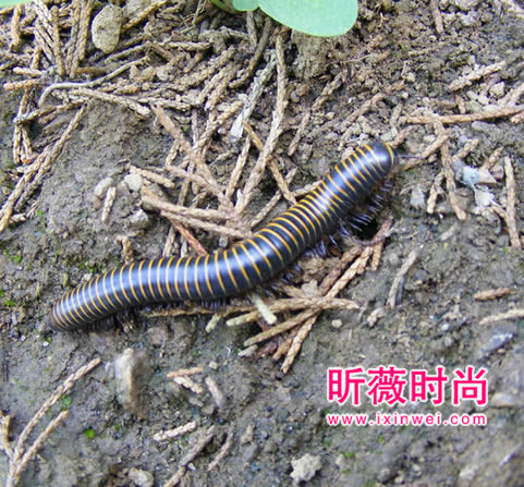 恶心图片吓死人不偿命：重口味恶心图（不喜勿入）