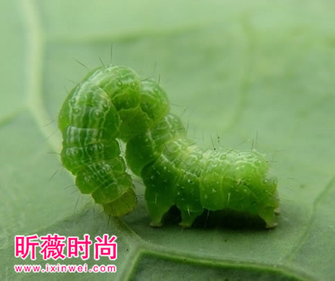 恶心图片吓死人不偿命：重口味恶心图（不喜勿入）