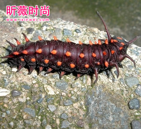 恶心图片吓死人不偿命：重口味恶心图（不喜勿入）