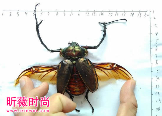 男子工地抓一虫子,竟值几十万(图) 男子工地抓一虫子,竟值几十万(图)