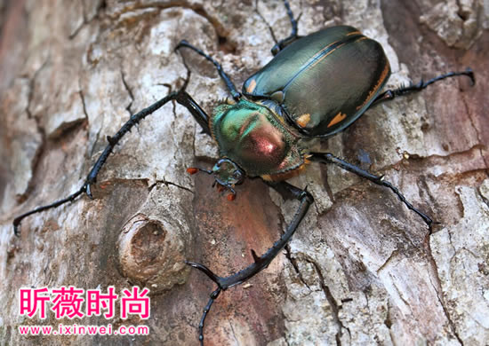 男子工地抓一虫子,竟值几十万(图) 男子工地抓一虫子,竟值几十万(图)