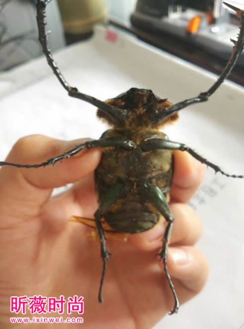 男子工地抓一虫子,竟值几十万(图) 男子工地抓一虫子,竟值几十万(图)