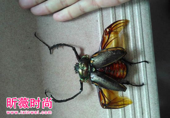 男子工地抓一虫子,竟值几十万(图) 男子工地抓一虫子,竟值几十万(图)