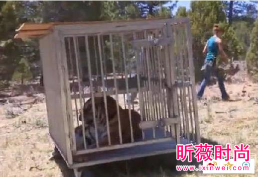 男子作死挑逗老虎:下一秒悲剧(图) 男子作死挑逗老虎:下一秒悲剧(图)