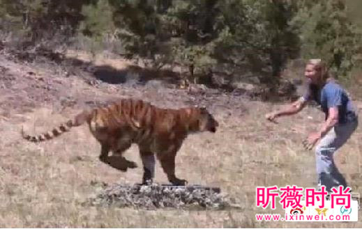 男子作死挑逗老虎:下一秒悲剧(图) 男子作死挑逗老虎:下一秒悲剧(图)