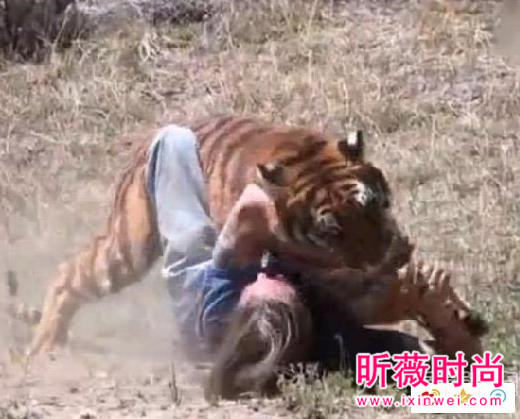 男子作死挑逗老虎:下一秒悲剧(图) 男子作死挑逗老虎:下一秒悲剧(图)