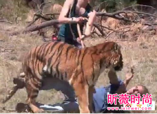 男子作死挑逗老虎:下一秒悲剧(图) 男子作死挑逗老虎:下一秒悲剧(图)