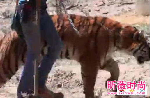 男子作死挑逗老虎:下一秒悲剧(图) 男子作死挑逗老虎:下一秒悲剧(图)
