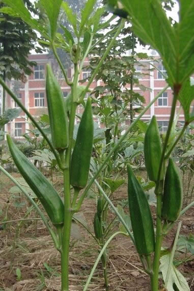 不要再被秋葵忽悠了真相在这（全文）