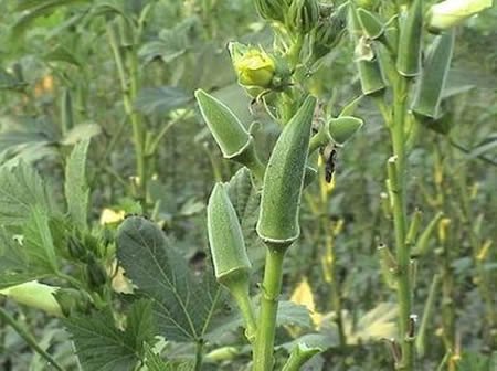 不要再被秋葵忽悠了真相在这（全文）