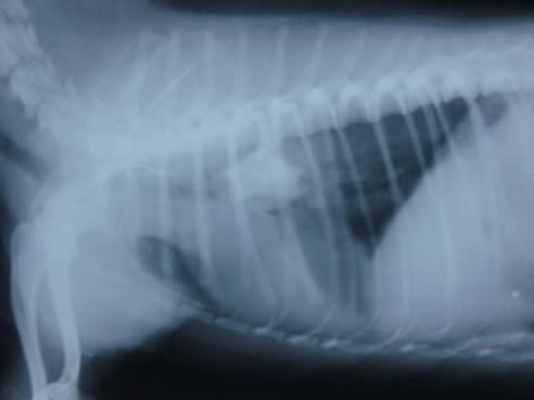 男子咳嗽两年治不好只因这物! 男子咳嗽两年治不好只因这物!