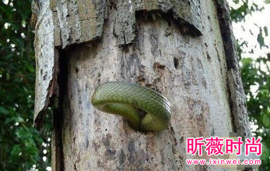 啄木鸟大战3米长毒蛇 下一幕轰动世界（图）