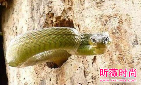 啄木鸟大战3米长毒蛇 下一幕轰动世界（图）