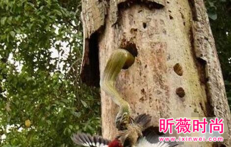 啄木鸟大战3米长毒蛇 下一幕轰动世界（图）