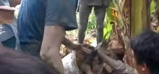 香蕉树挖洞,挖出惊人一物!（不可思议）