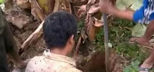 香蕉树挖洞,挖出惊人一物!（不可思议）