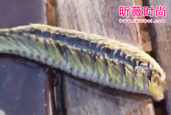 渔民捕获可怕“海怪”,摸后立刻进医院