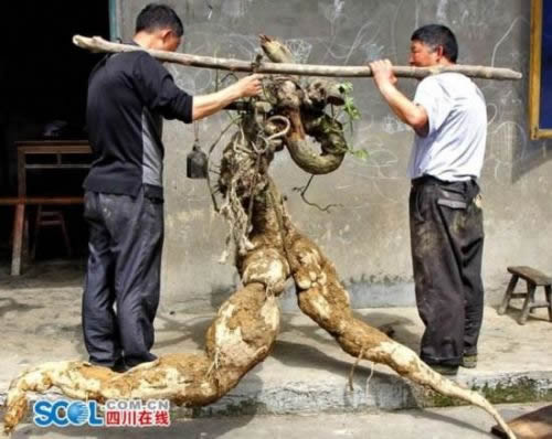 村民山上挖出这货 被200万买走