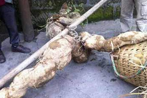 村民山上挖出这货 被200万买走