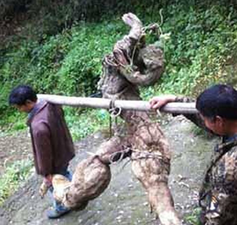 村民山上挖出这货 被200万买走