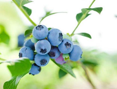 多年高血压血糖竟被它治好了(全文) 多年高血压血糖竟被它治好了(全文)