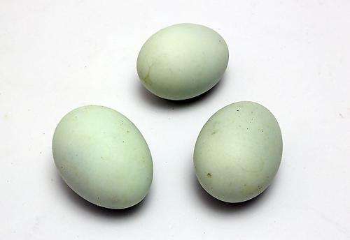 女人常吃三种蛋 脸蛋不老身体好(图) 女人常吃三种蛋 脸蛋不老身体好(图)