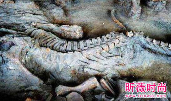 两兄弟挖出古墓 竟藏千年龙脉（图）