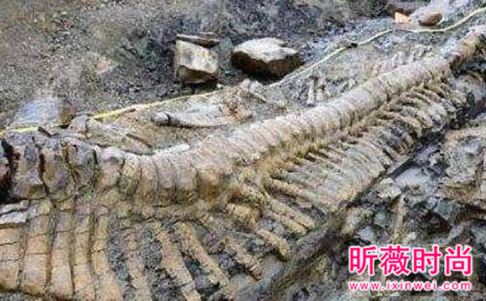 两兄弟挖出古墓 竟藏千年龙脉（图）