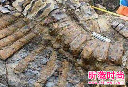 两兄弟挖出古墓 竟藏千年龙脉（图）