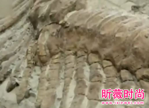 两兄弟挖出古墓 竟藏千年龙脉（图）