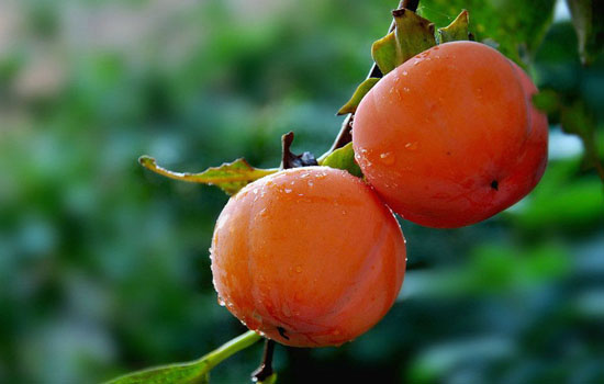 养胃的水果：胃不好吃什么水果