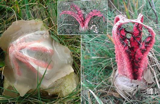 男子草丛发现异物 捅破后被吓坏了（图）