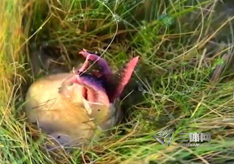 男子草丛发现异物 捅破后被吓坏了（图）