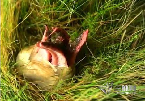 男子草丛发现异物 捅破后被吓坏了（图）