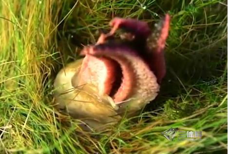 男子草丛发现异物 捅破后被吓坏了（图）