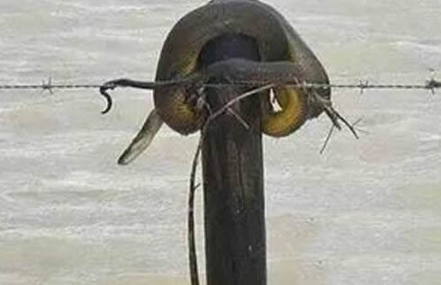 警惕!暴雨天碰到这东西赶紧逃命（图）