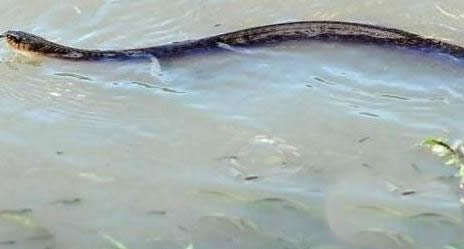 警惕!暴雨天碰到这东西赶紧逃命（图）