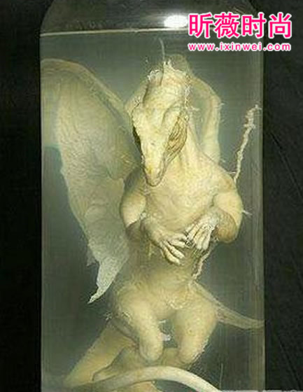 世界上真的有龙吗 世界上有没有龙 真龙标本曝光