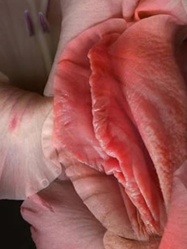 花样形态最美女殖器图片欣赏：超真实超震撼（组图）