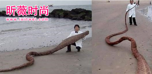 海边发现奇怪生物,得知真相后惊颤(图) 海边发现奇怪生物,得知真相后惊颤(图)