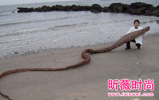海边发现奇怪生物,得知真相后惊颤(图) 海边发现奇怪生物,得知真相后惊颤(图)