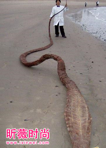 海边发现奇怪生物,得知真相后惊颤(图) 海边发现奇怪生物,得知真相后惊颤(图)