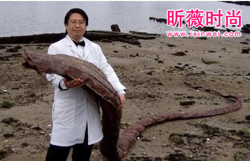 海边发现奇怪生物,得知真相后惊颤(图) 海边发现奇怪生物,得知真相后惊颤(图)