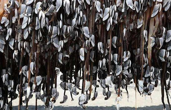 海上浮木上竟长满了这些东西（图文）