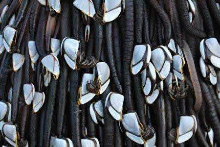 海上浮木上竟长满了这些东西（图文）