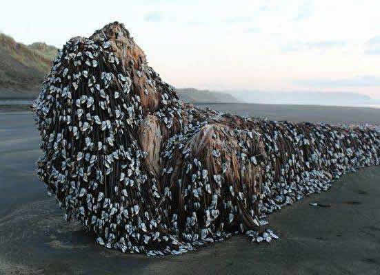 海上浮木上竟长满了这些东西（图文）