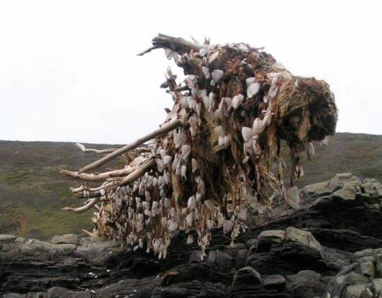 海上浮木上竟长满了这些东西（图文）